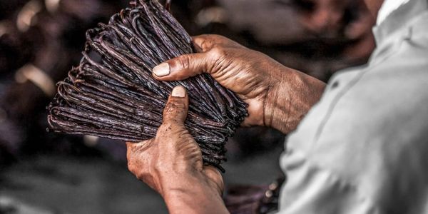 Hands holding a bundle of dried vanilla beans.