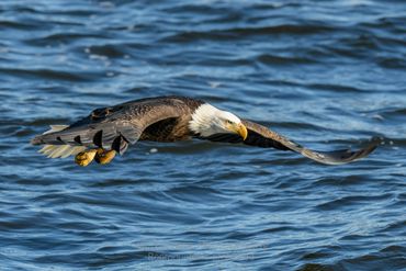 Bald eagle, Raptor, Birding
