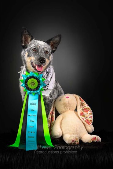 Professional pet photography Lapeer MI, 