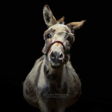 Mini Donkey Lapeer County Michigan, Pet Photography 