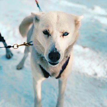 Sled Dog Sanctuary