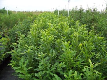 Rows of green plants growing in a nursery under irrigation.