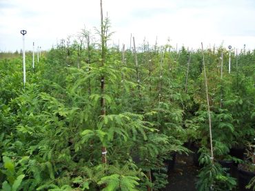 Rows of young evergreen trees growing outdoors in a nursery.