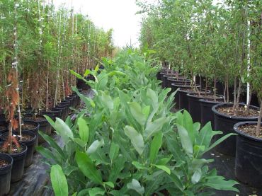 Rows of potted plants and trees in a nursery or greenhouse.