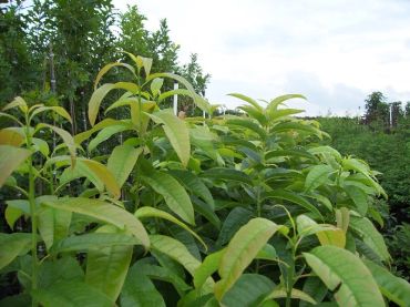 Green leafy plants growing outdoors under a cloudy sky.