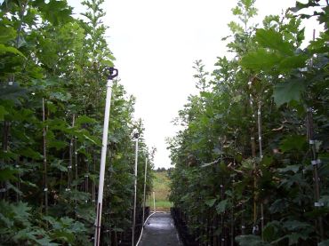Rows of young trees growing in a nursery with support stakes.
