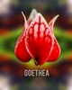 goethea.com