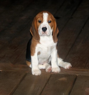 Long Creek Beagle