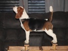 Long Creek Beagle