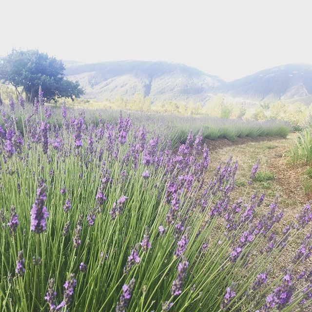 Lavender Hill Utah