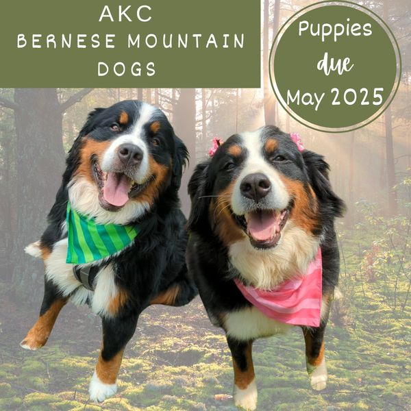 Bernese mountain dog puppies are expedited 