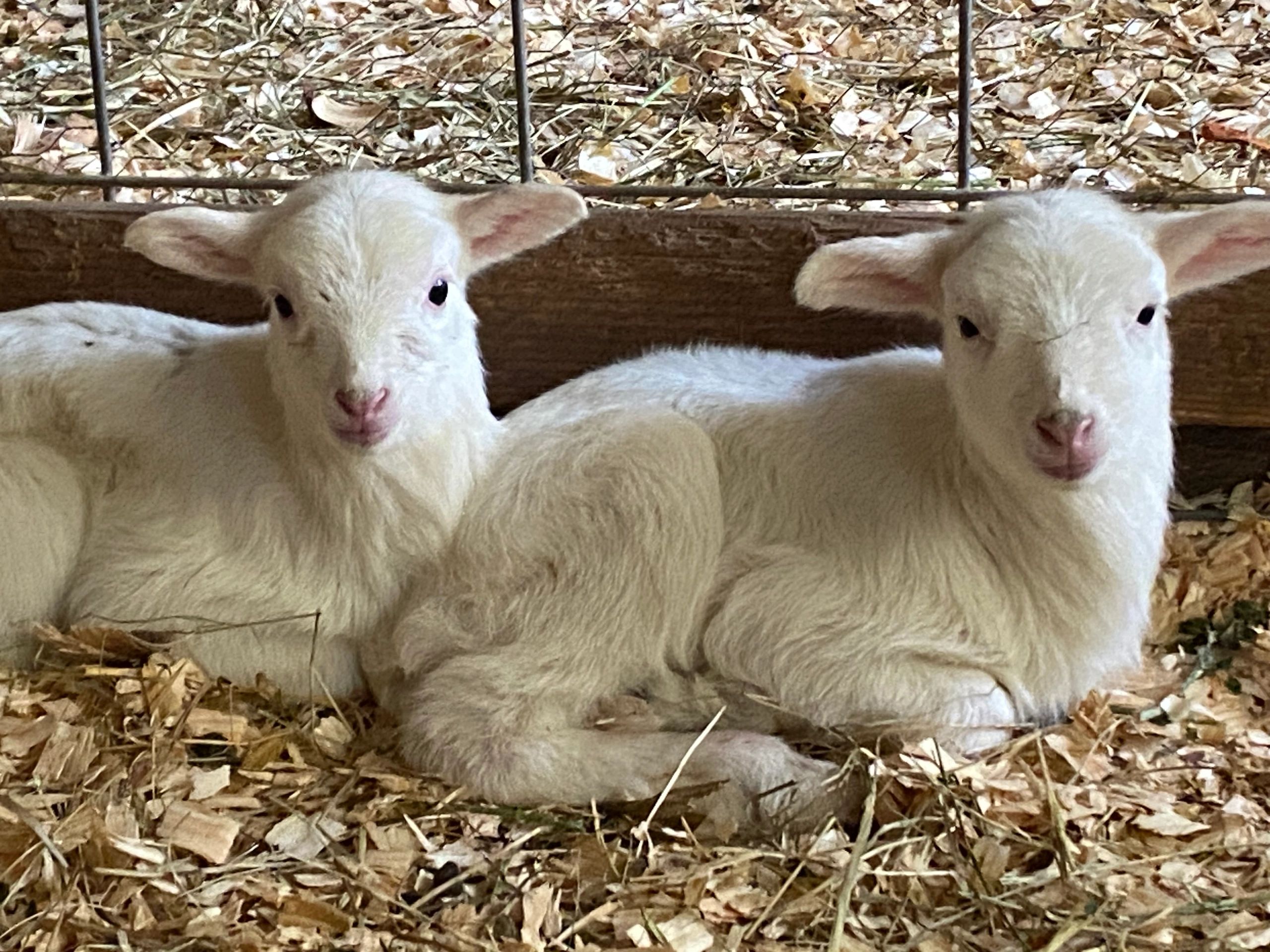 Two white baby goats lying on straw in a pen.