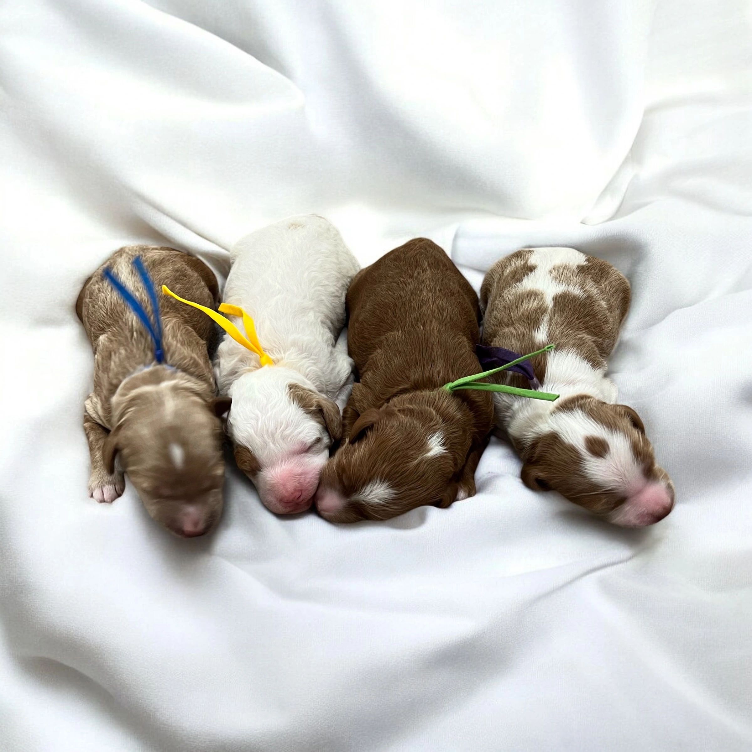 //img1.wsimg.com/isteam/ip/fdd3754d-0a4d-4ad0-ba74-a0e0f4530d82/MAGGIE%20LITTER%20-%205%20DAYS%20GROUP%201.JPG/:/rs=w:1300,h:800