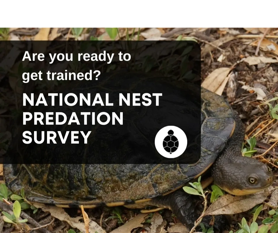 Turtle Nest Predictor