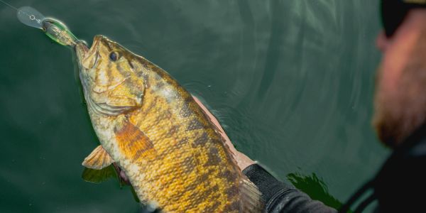 Person releasing a fish back into the water.