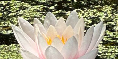 Pond Lilly