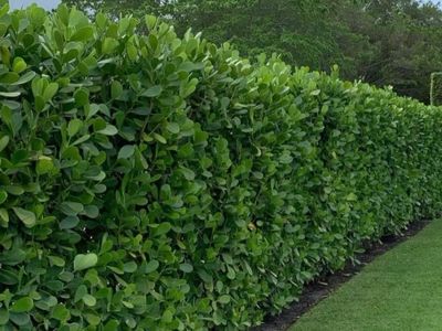 A neatly trimmed green hedge along a lawn.