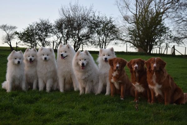Dreambig Samoyeds and Tollers all lined up and posing for the camera. 