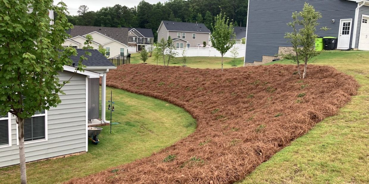 Landscaped backyard with pine straw mulch and young trees by suburban homes.