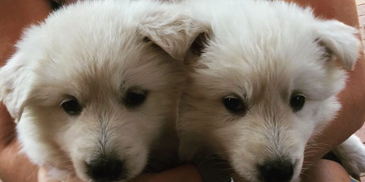 Two fluffy white puppies snuggled closely together.