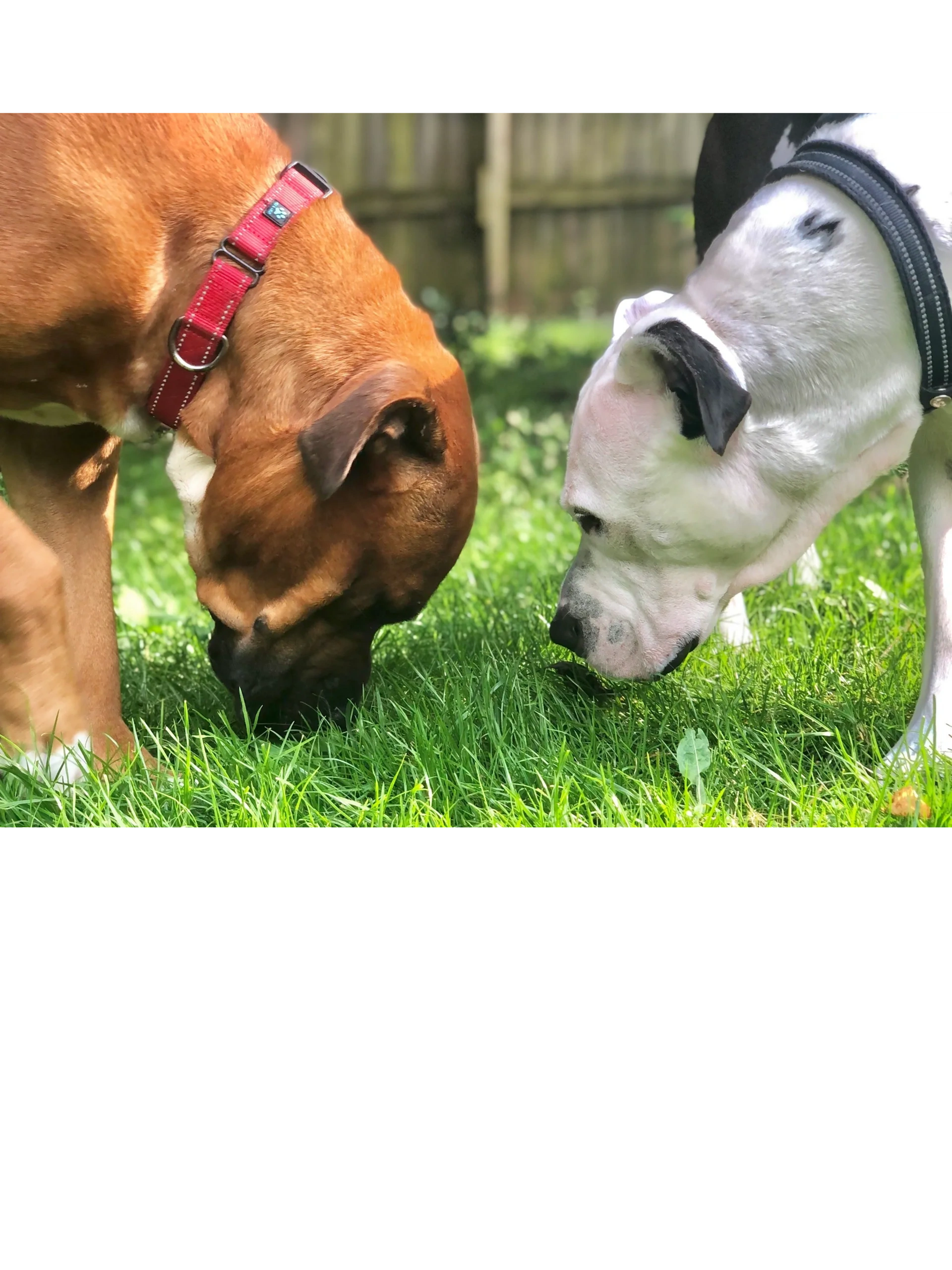Faraway Kennels - Image 1