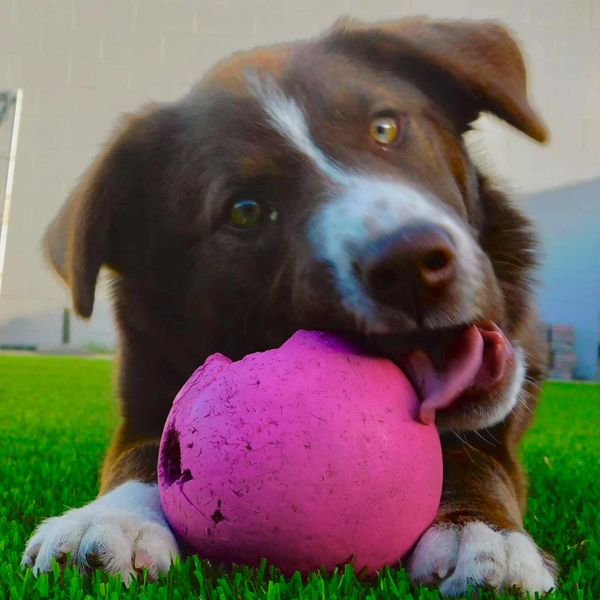 A dog playing with a worn pink ball on green grass.