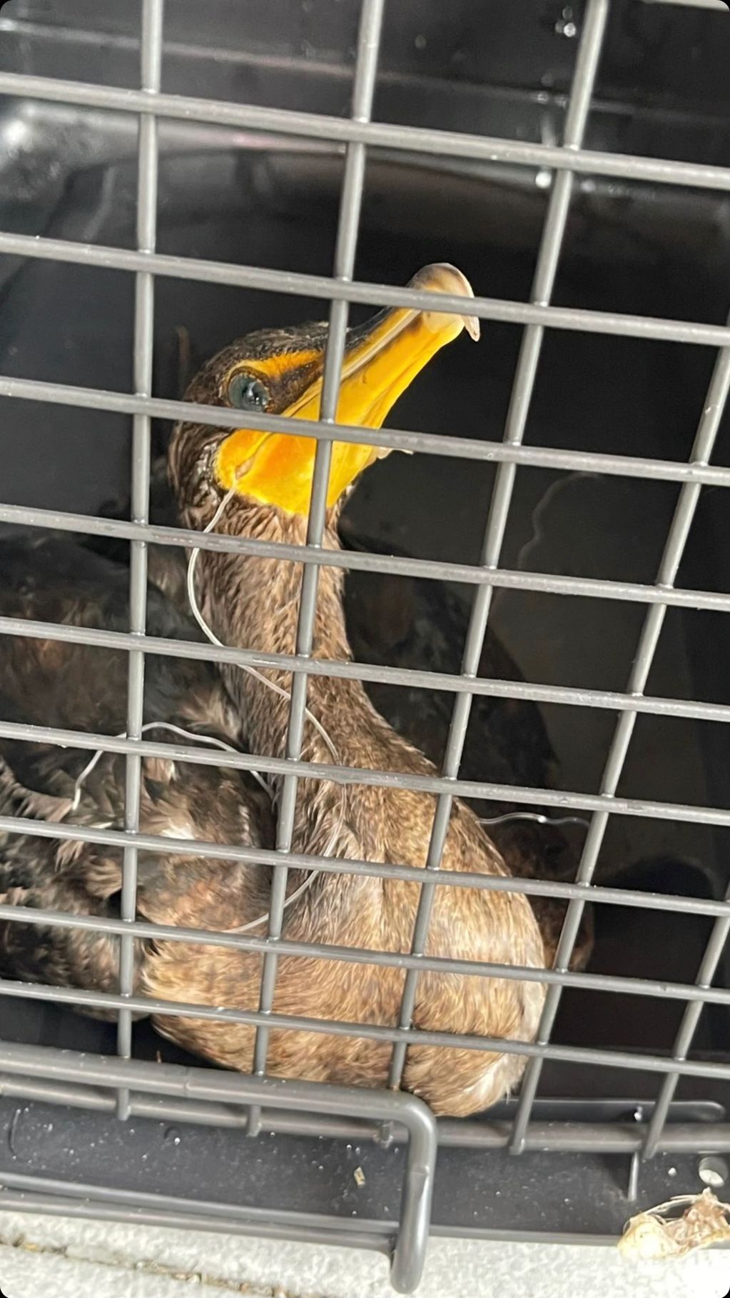 Injured bird snagged by fishing line at Biscayne National Park FL (water bird species, Cormorant)