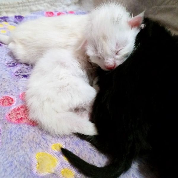 Hawaii Koons Maine Coon Kittens
