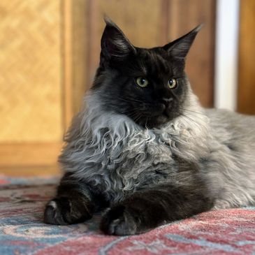 Makanani's Hawaii Koons black smoke Maine Coon Cat