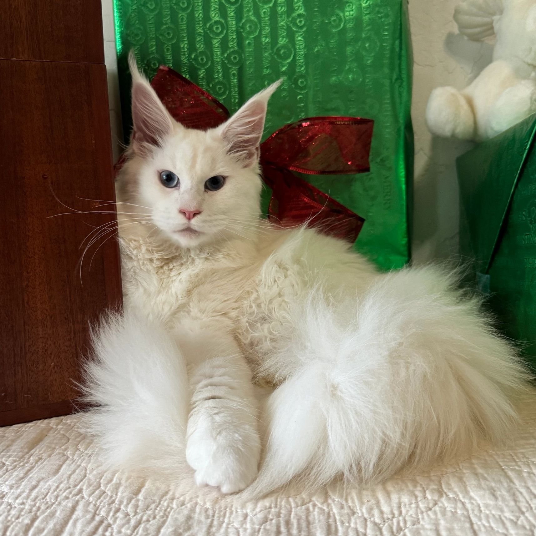 White Maine Coon laying down
