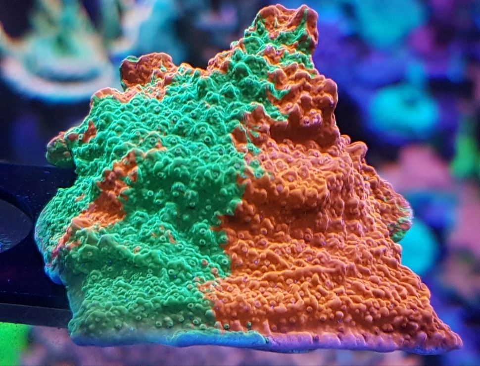 True Red &#x26; Green Grafted scrolling Monti cap