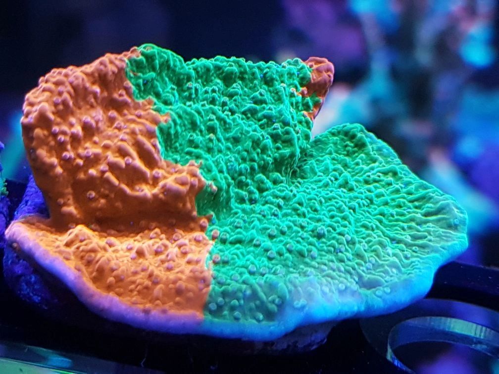 True Red &#x26; Green Grafted scrolling Monti cap