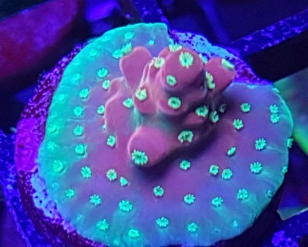 JF Frankie&#x27;s Neophobia Acro