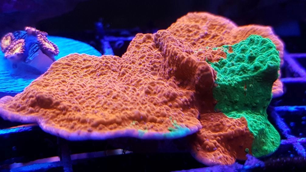 True Red &#x26; Green Grafted scrolling Monti cap