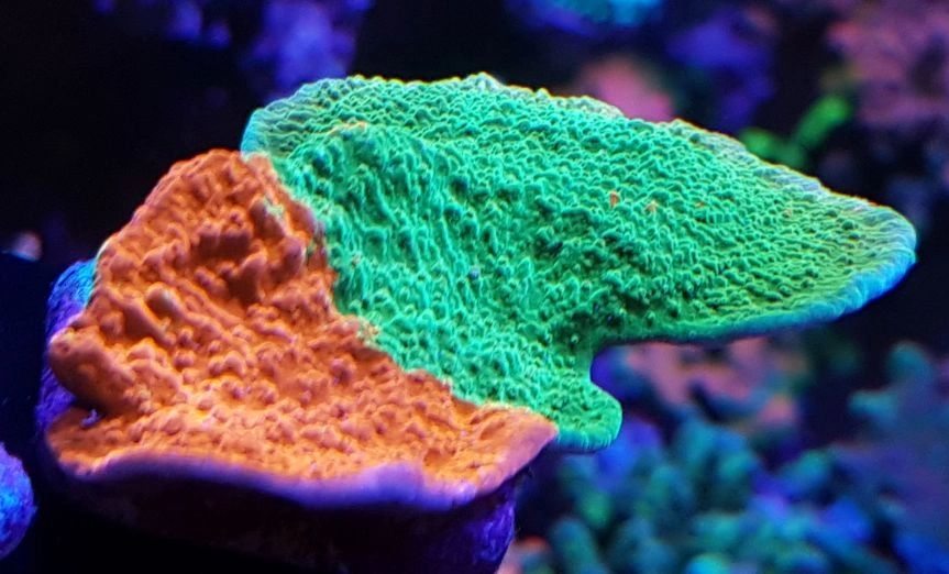 True Red &#x26; Green Grafted scrolling Monti cap