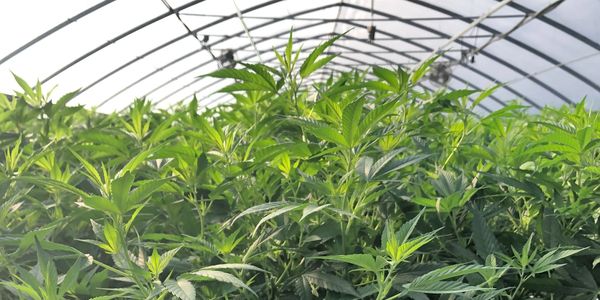 Cannabis growing in a greenhouse in compliance with all state laws