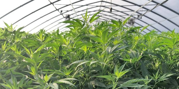 Compliant Cannabis growing in a greenhouse