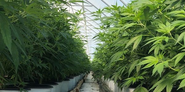 Compliant Cannabis plants growing in a greenhouse