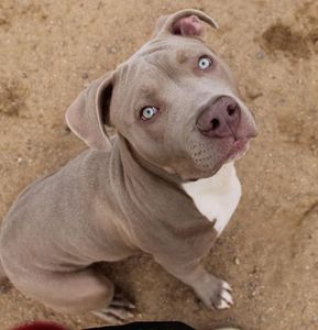 Nakoa is our service dog trained to help co-facilitate trauma treatment.  