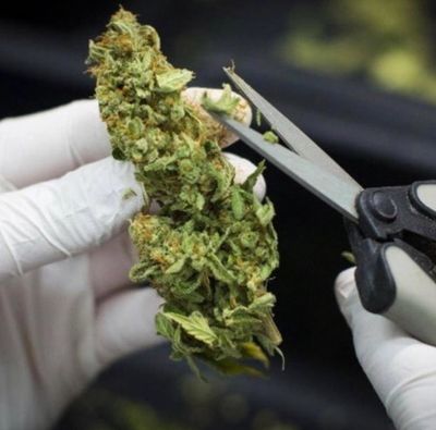 A smalll bud being trimmed by scissors,How to harvest a cannabis plant, When to harvets a cannabis plant, when is my weed plant doneHow to grow legal cannabis, a step by step guide to growing weed, cannabis growing guide, tips for marijuana growers, growing cannabis plants for the first time, marijuana growers forum, marijuana growing tips, cannabis plant problems, cannabis plant help, marijuana growing expert advice. Percysgrowroom.com