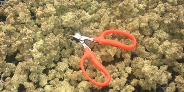 cannabis trimming quality control. chikamasa scissors