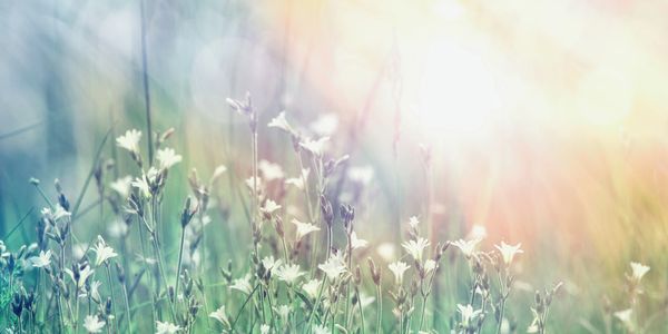 a field of small, delicate flowers
