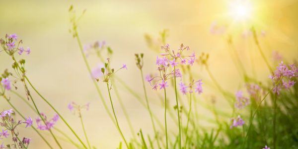 small, delicate flowers and spring grasses