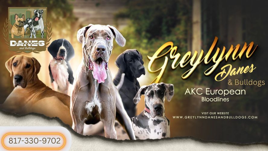 are male or female great danes better