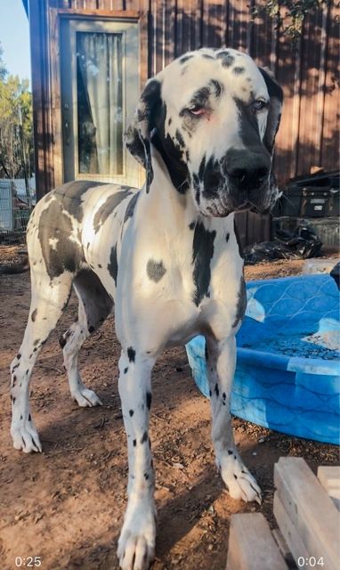 Harlequin Great Dane