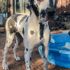 Harlequin Great Dane