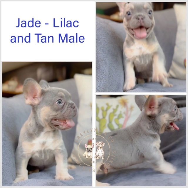 Understanding the Magic of Lilac Frenchie Genetics