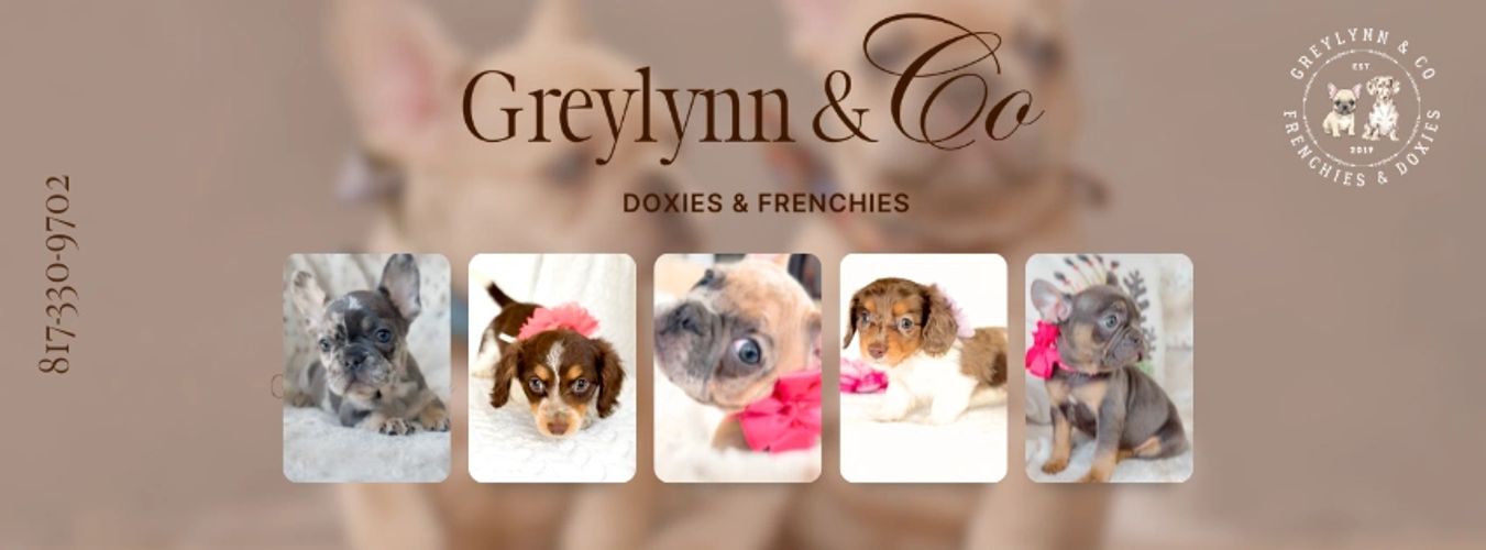 Greylynn and Co Miniature AKC Long Hair Dachshunds & Frenchie for sale in Texas