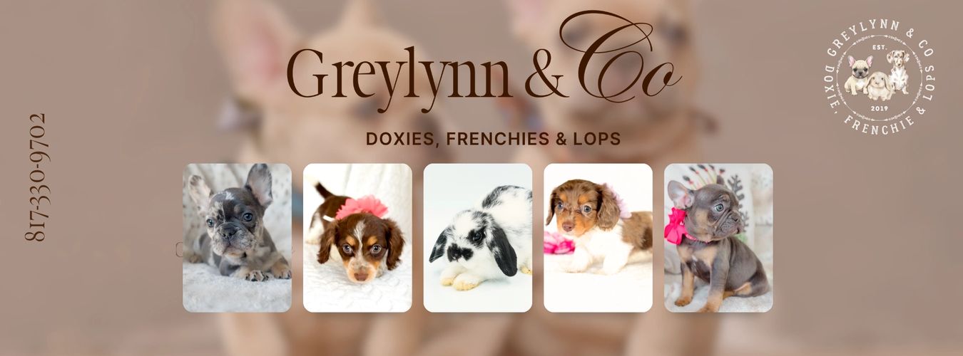 Greylynn and Co Miniature Long Hair Dachshunds, Frenchies, Holland and Plush Lops for sale in Texas