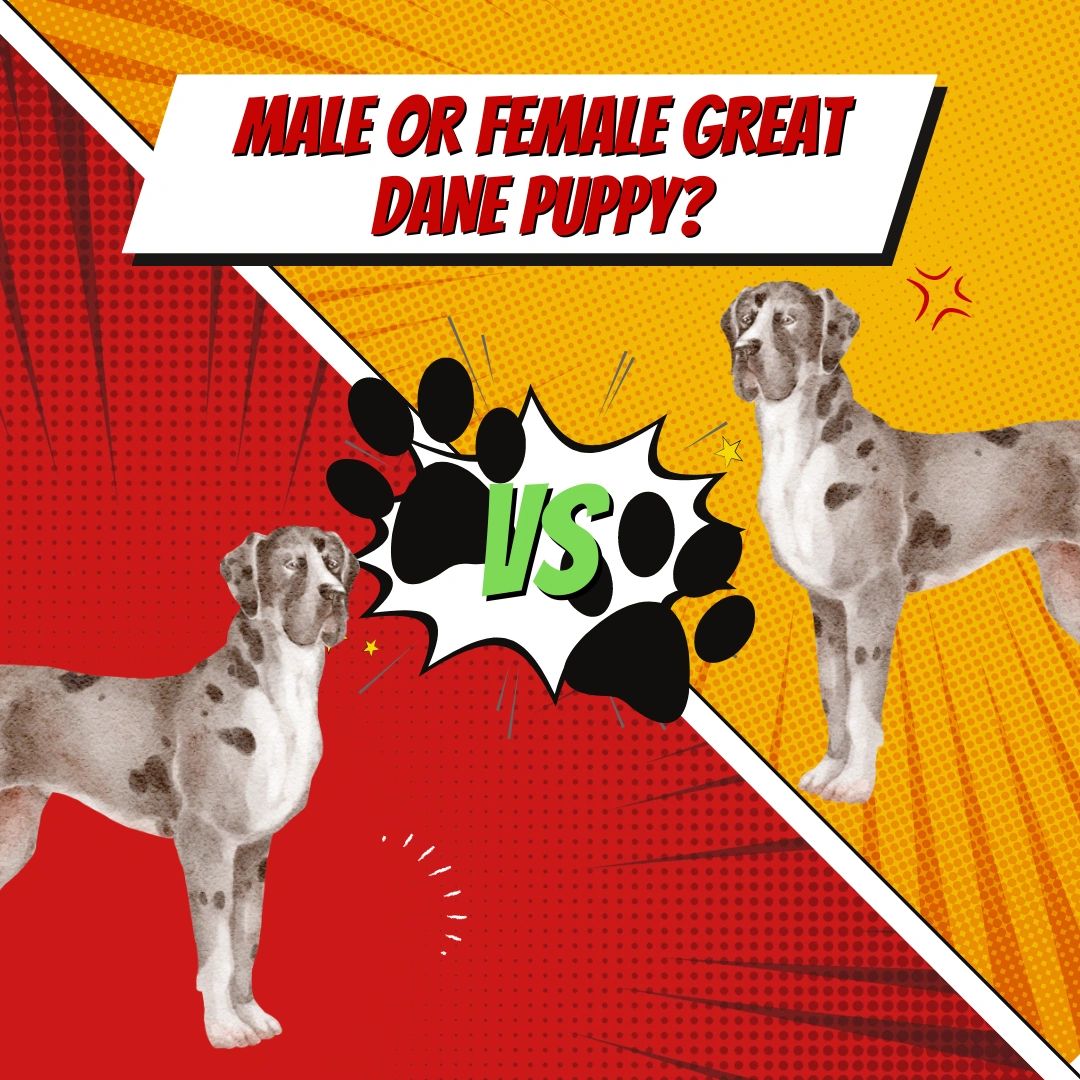 are male or female great danes better